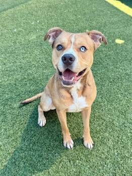 BARRY -  Mixed Breed Dog for Adoption in Dallas, Texas - BARRY | PetCurious