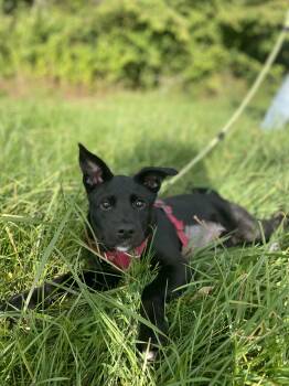Bailey -  Labrador Retriever Dog for Adoption in Carmel Hamlet, New York - Bailey | PetCurious
