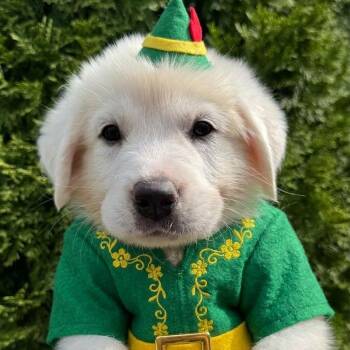 Snowball -  Great Pyrenees Dog for Adoption in Spring Hill, Tennessee - Snowball | PetCurious