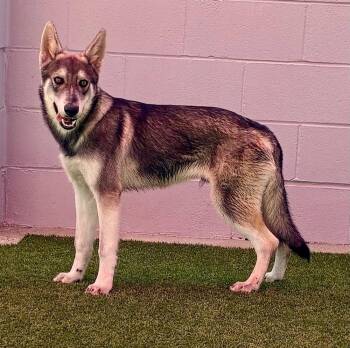Sterling -  German Shepherd Dog Dog for Adoption in Cupertino, California - Sterling | PetCurious