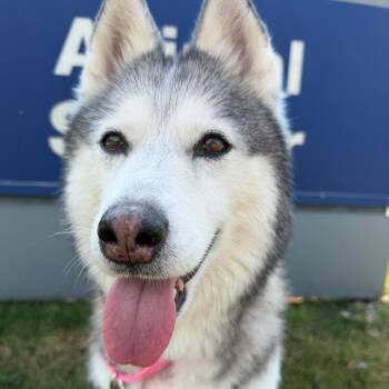 Lima -  Husky Dog for Adoption in Grand Rapids, Michigan - Lima | PetCurious
