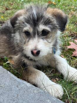 Muffin -  Husky and Terrier Dog for Adoption in Toronto, Ontario - Muffin | PetCurious