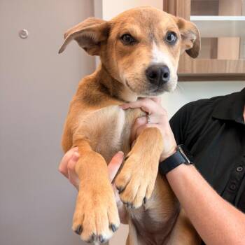 Shepherd Dogs Available for Adoption in Sand Springs, Oklahoma - OS-1 | PetCurious