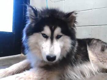 Alaskan Malamute and Mixed Breed Dogs Available for Adoption in Tulsa, Oklahoma - BENTO | PetCurious