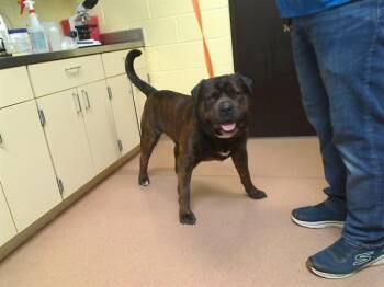 Neapolitan Mastiff and Mixed Breed Dogs Available for Adoption in Cookeville, Tennessee - TUTU | PetCurious