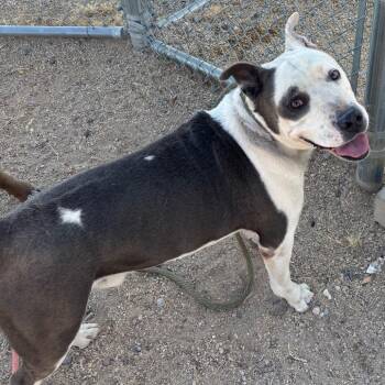 Duke -  Mixed Breed Dog for Adoption in Las Cruces, New Mexico - Duke | PetCurious