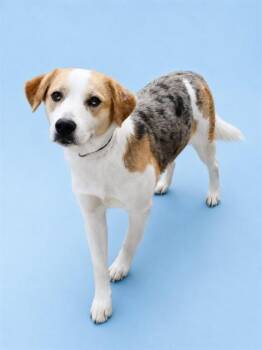 KODA -  Catahoula Leopard Dog and Beagle Dog for Adoption in Westminster, Maryland - KODA | PetCurious