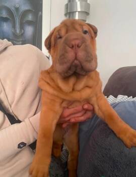 Berry -  Shar Pei Dog for Adoption in Norco, California - Berry | PetCurious