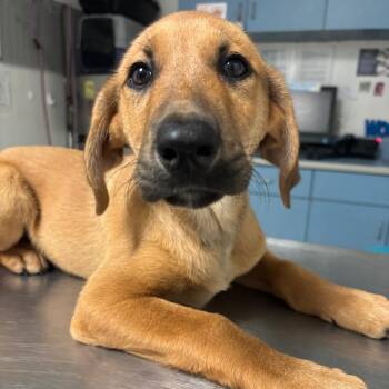 Jax -  Mixed Breed Dog for Adoption in Charleston, West Virginia - Jax | PetCurious