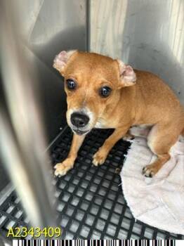 BENNY -  Mixed Breed Dog for Adoption in West Palm Beach, Florida - BENNY | PetCurious
