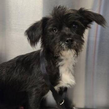 Billy -  Terrier and Mixed Breed Dog for Adoption in Fresno, California - Billy | PetCurious