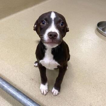 Pit Bull Terrier and Mixed Breed Dogs Available for Adoption - Pocky #22392 | PetCurious