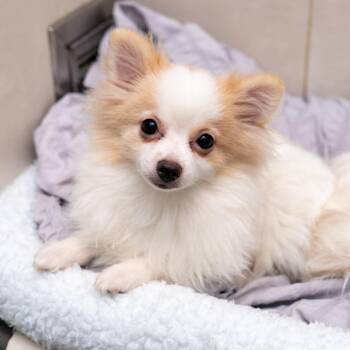 Creme Brulee -  Pomeranian Dog for Adoption in New York, New York - Creme Brulee | PetCurious