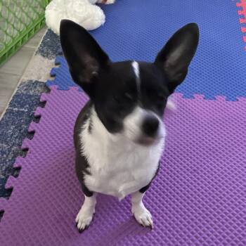 Lazlo -  Chihuahua Dog for Adoption in West Palm Beach, Florida - Lazlo | PetCurious