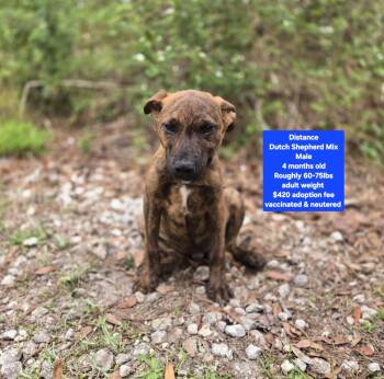 Dutch Shepherd Dogs Available for Adoption - Distance | PetCurious