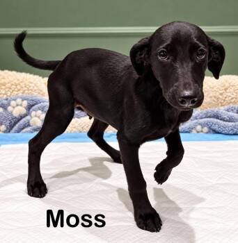Moss -  Labrador Retriever and English Springer Spaniel Dog for Adoption in New Baltimore, Michigan - Moss | PetCurious