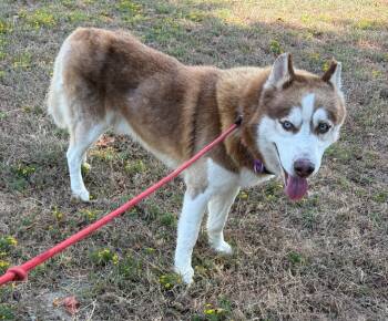Tiramisu -  Husky Dog for Adoption in Little Rock, Arkansas - Tiramisu | PetCurious