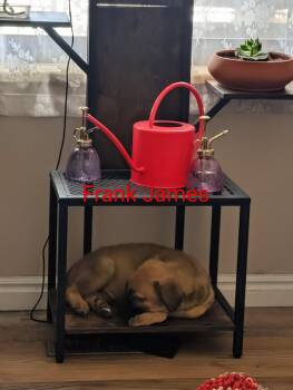 Shepherd Dogs Available for Adoption in Salt Lake City, Utah - Frank James | PetCurious