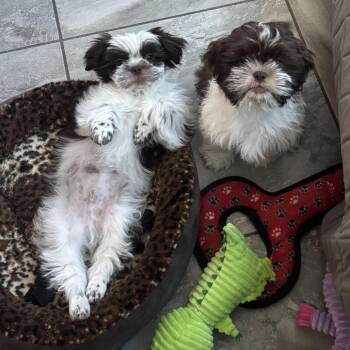 Han Solo -  Shih Tzu Dog for Adoption in Las Vegas, Nevada - Han Solo | PetCurious