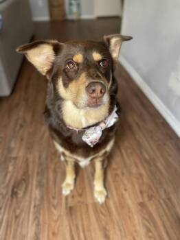 NUTELLA (TN) -  Australian Kelpie Dog for Adoption in Klein, Texas - NUTELLA (TN) | PetCurious
