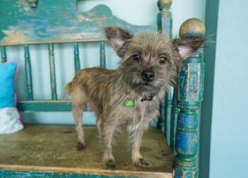 Pumpkin -  Cairn Terrier and Chihuahua Dog for Adoption in San Antonio, Texas - Pumpkin | PetCurious