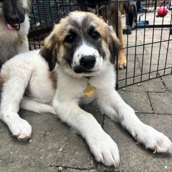SHENANDOAH -  Great Pyrenees and Mixed Breed Dog for Adoption in Richmond, California - SHENANDOAH | PetCurious