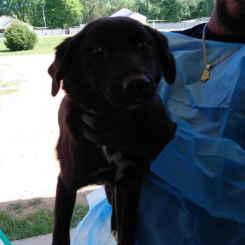 Mixed Breed Dogs Available for Adoption in Loxahatchee Groves, Florida - Charlene 5770 | PetCurious