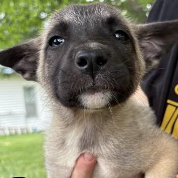 Nova -  Husky and Dutch Shepherd Dog for Adoption in Pittsburg, Kansas - Nova | PetCurious