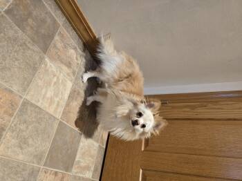 Rescue Pomeranian Dogs for Adoption in Jamestown, North Dakota - Colt | PetCurious