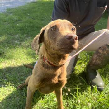 Sabrina -  Labrador Retriever and Mixed Breed Dog for Adoption in Clanton, Alabama - Sabrina | PetCurious