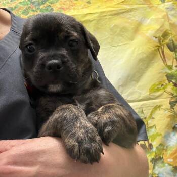 Labrador Retriever and Mixed Breed Dogs Available for Adoption in Normal, Illinois - Veronica | PetCurious