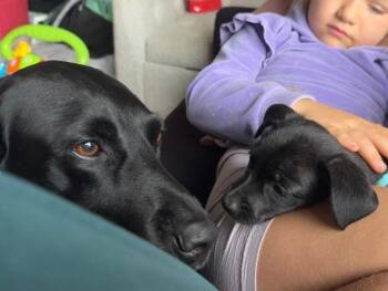 Saul -  Mixed Breed and Dachshund Dog for Adoption in Spokane, Washington - Saul | PetCurious