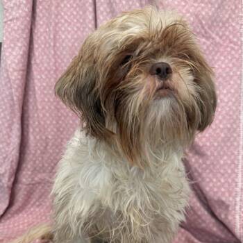 Apollo -  Shih Tzu and Mixed Breed Dog for Adoption in San Antonio, Texas - Apollo | PetCurious