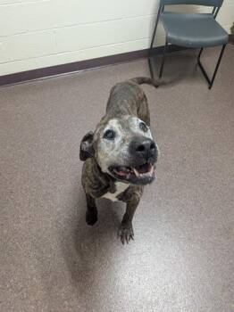 Sanford -  Mixed Breed Dog for Adoption in Louisburg, North Carolina - Sanford | PetCurious