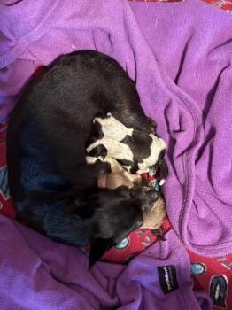 Chihuahua Dogs Available for Adoption in Bartlesville, Oklahoma - Quinn | PetCurious