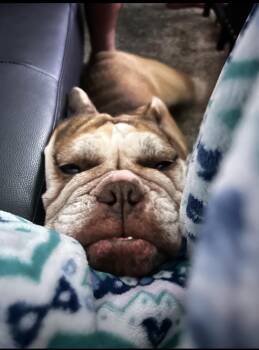 Pumpkin -  English Bulldog Dog for Adoption in Oswego, Illinois - Pumpkin | PetCurious