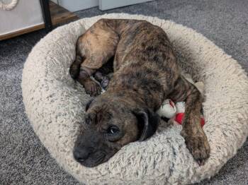 Melinda -  Mixed Breed Dog for Adoption in Durham, North Carolina - Melinda | PetCurious