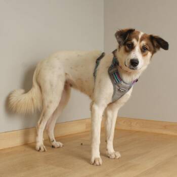 Bur D70371 -  Border Collie and Shepherd Dog for Adoption in Minnetonka, Minnesota - Bur D70371 | PetCurious