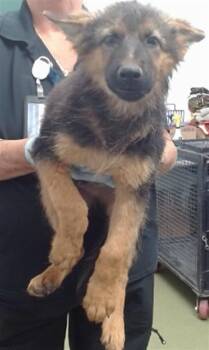 Jack -  German Shepherd Dog Dog for Adoption in Brookfield, Connecticut - Jack | PetCurious
