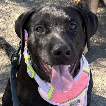 Skye -  Labrador Retriever Dog for Adoption in Concord, California - Skye | PetCurious