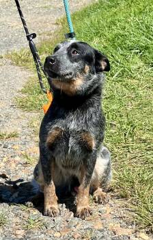 Blue -  Australian Cattle Dog Blue Heeler Dog for Adoption in Sparta, North Carolina - Blue | PetCurious