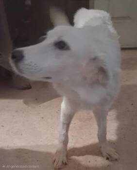 Fluffy -  Great Pyrenees Dog for Adoption in Mena, Arkansas - Fluffy | PetCurious
