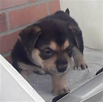 German Shepherd Dog Dogs Available for Adoption in Houston, Texas - A2072374 | PetCurious