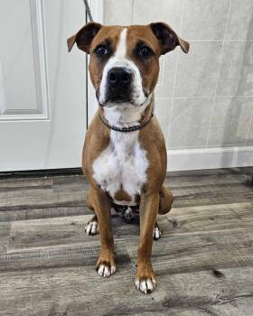 Rescue Boxer and American Bully Dogs for Adoption in Hoopeston, Illinois - Slate | PetCurious