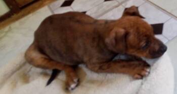 Pit Bull Terrier and Hound Dogs Available for Adoption - Annie Sue | PetCurious