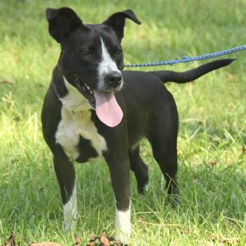 Labrador Retriever Dogs Available for Adoption in South Elgin, Illinois - Rya | PetCurious