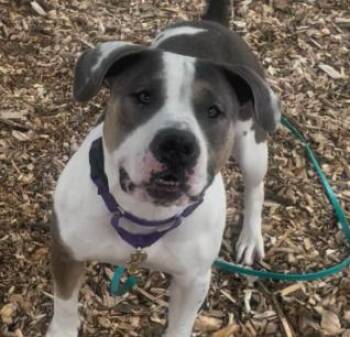 Rescue American Staffordshire Terrier Dogs for Adoption in Briarcliff Manor, New York - Sunflower | PetCurious