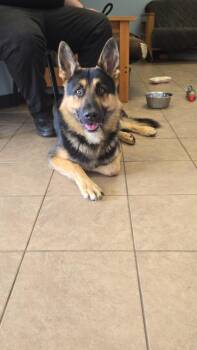 Thanos -  German Shepherd Dog Dog for Adoption in Marion, Ohio - Thanos | PetCurious