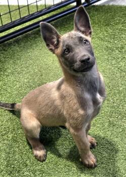 Tazzi -  Belgian Shepherd Malinois Dog for Adoption in Racine, Wisconsin - Tazzi | PetCurious
