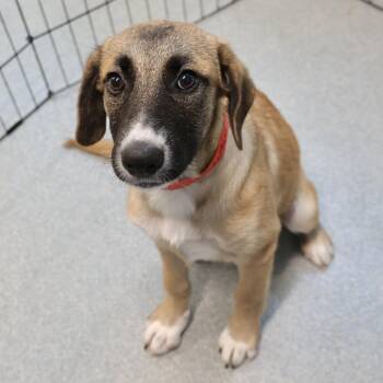 London -  Shepherd Dog for Adoption in Briarcliff Manor, New York - London | PetCurious